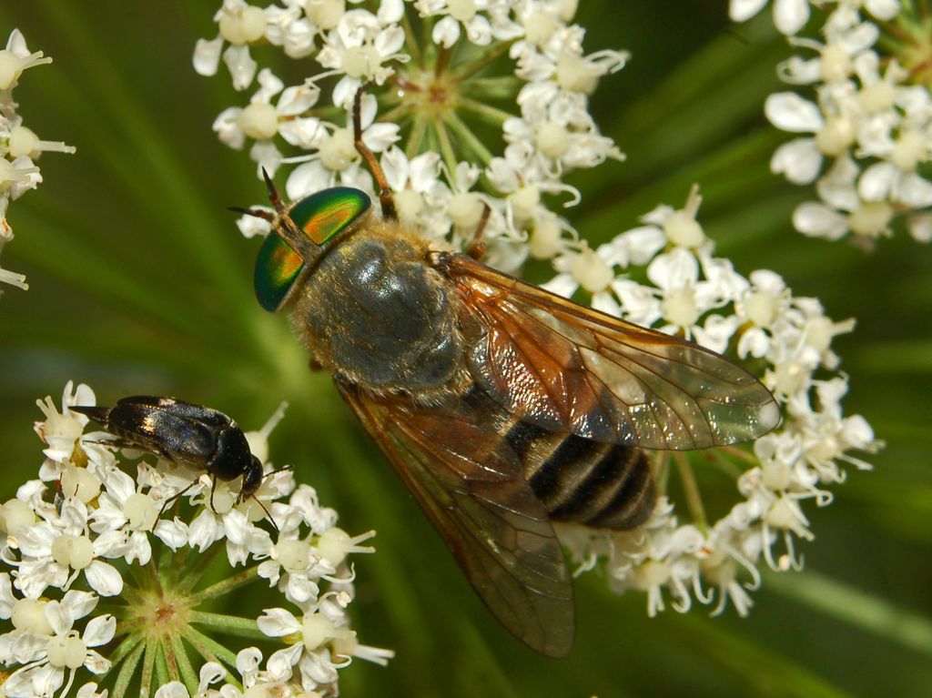 Un Tabanide dagli occhi verdi: Philipomyia aprica